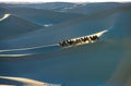 Camel caravan & sand dunes Royalty Free Stock Photo