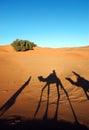 Camel caravan shadows Royalty Free Stock Photo