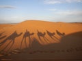 Camel caravan shadows in Sahara desert Royalty Free Stock Photo