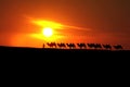 Camel caravan with sunset