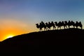 Camel caravan & Sunset