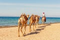 Camel caravan for tourists. A camelback Bedouin safari ride in Dahab. Egypt Royalty Free Stock Photo