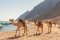 Camel caravan for tourists. A camelback Bedouin safari ride in Dahab. Egypt Royalty Free Stock Photo