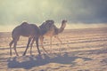 Camel caravan traveling in Wadi Rum,Jordan Royalty Free Stock Photo