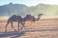 Camel caravan traveling in Wadi Rum,Jordan Royalty Free Stock Photo