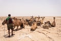 Camel caravan and Afar mining salt in Danakil depression, Ethiopia