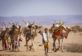 Camel Caravane in the Grand Bara Desert