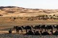 Camel caravans are heading deep into the Sahara Desert Royalty Free Stock Photo