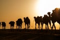 Camel caravans transporting salt blocks from Lake Assale. Royalty Free Stock Photo