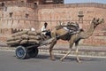 Camel Cart