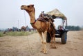 Camel cart