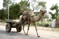 Camel cart in Jaipur, India