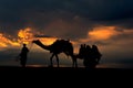 Camel cart on the Sam sand dunes, thar desert Jaisalmer, India. Royalty Free Stock Photo