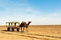 Camel cart on the wide expanse of Rann of Kutchh gujarat india