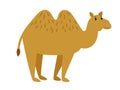 Camel. Cartoon vector caravan camel character on white