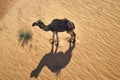 A camel casts its shadow on the sand in the desert. View from the top. Royalty Free Stock Photo