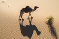 A camel casts its shadow on the sand in the desert. View from the top. Royalty Free Stock Photo