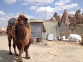 Camel in Cave town, mountain homes houses and rock formations in Zelve Valley, Central Anatolia, Cappadocia Royalty Free Stock Photo