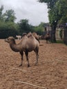 Camel at Chester zoo Royalty Free Stock Photo