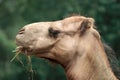 Camel Chewing