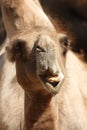 Camel chewing