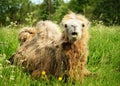 Camel chewing food with open mouth lying on green grass Royalty Free Stock Photo