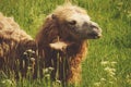 Camel chewing food with open mouth lying on green grass Royalty Free Stock Photo