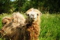 Camel chewing food with open mouth lying isolated on green grass Royalty Free Stock Photo