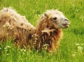 Camel chewing food with open mouth lying isolated on green grass Royalty Free Stock Photo