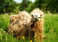 Camel chewing food with open mouth lying isolated on green grass Royalty Free Stock Photo