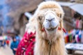 Camel in the city pulled by man Royalty Free Stock Photo