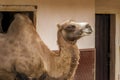 Camel in city zoo Royalty Free Stock Photo