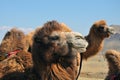 Camel close-up