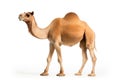 Camel close-up clipart Royalty Free Stock Photo