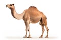 Camel close-up clipart Royalty Free Stock Photo