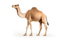 Camel close-up clipart Royalty Free Stock Photo