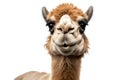 Camel close-up clipart Royalty Free Stock Photo