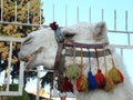 Camel - close up - closeup Arabian camel is wearing colorful clothes. Albino camel in the Middle East. Domesticated Camel. Albino Royalty Free Stock Photo