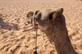 camel close-up in the desert Royalty Free Stock Photo