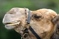 Camel close-up