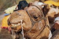 Camel head in close up view at the Thar desert, Jaisalmer, Rajasthan, India