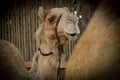 Camel close up photography Royalty Free Stock Photo