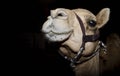 Camel close up photography Royalty Free Stock Photo