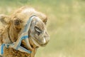 Camel close-up portrait. Royalty Free Stock Photo