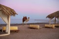 Camel close-up at Sinai beach of Red Sea, Egypt. Vacation and travel concept