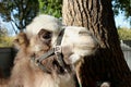 Camel close-up stands near the tree furry hair in the afternoon