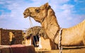 Camel in close up view at a village near Thar desert Jaisalmer, Rajasthan, India