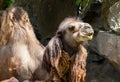 camel close up in zoo. sunny summer day Royalty Free Stock Photo