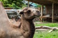 Camel close up in zoo. sunny summer day Royalty Free Stock Photo