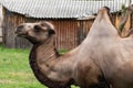Camel close up in zoo. sunny summer day Royalty Free Stock Photo